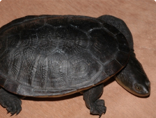 Черепаха змеиношейная Зибенрока - Chelodina siebenrockie