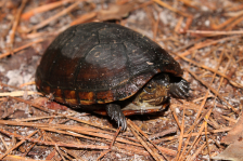 Черепаха иловая красноватая WC - Kinosternon subrubrum