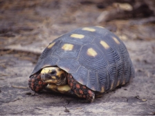 Черепаха угольная (с) - Geochelone carbonaria