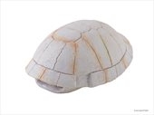 Убежище-декор EXO TERRA  Панцирь черепахи для террариума