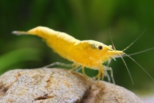 Креветка пресноводная "Желтый огонь" - Neocaridina heteropoda var. Yellow - Размер_M