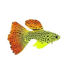 Флуорисцентная аквариумная декорация GLOXY Рыба гуппи на леске, 8х2,5х4,5см