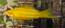 Меченосец золотой - Xiphophorus hellerii var.